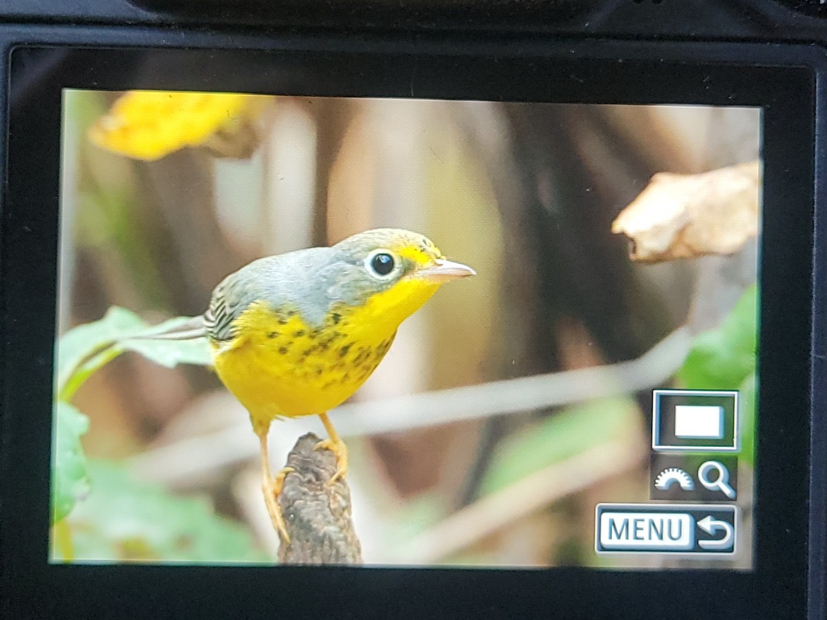 Canada Warbler - ML642034400
