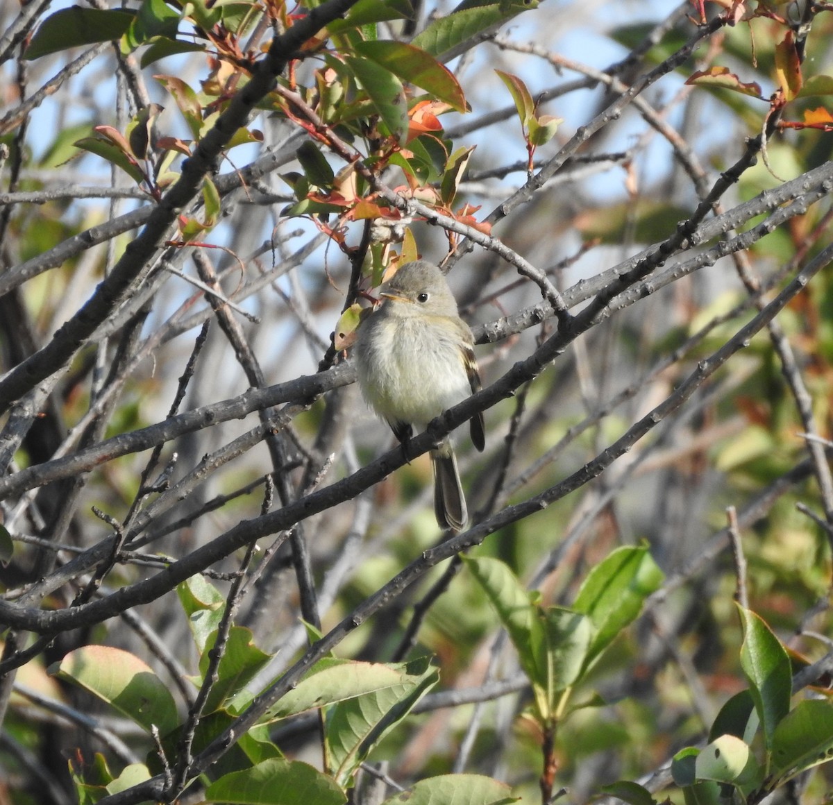 Least Flycatcher - ML642034421