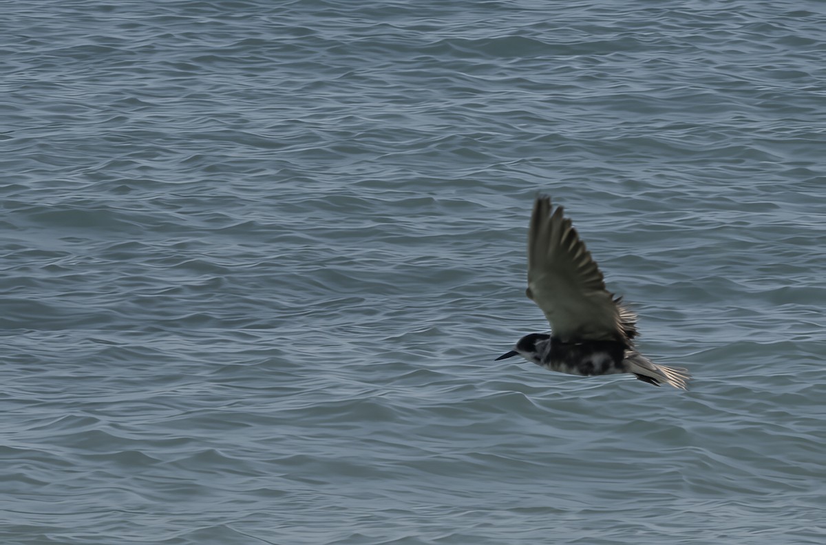 Black Tern (American) - ML642034466