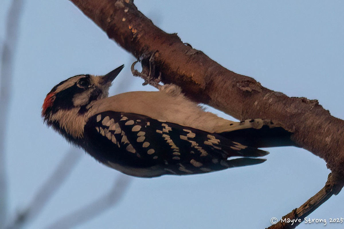 Downy Woodpecker - ML642034470