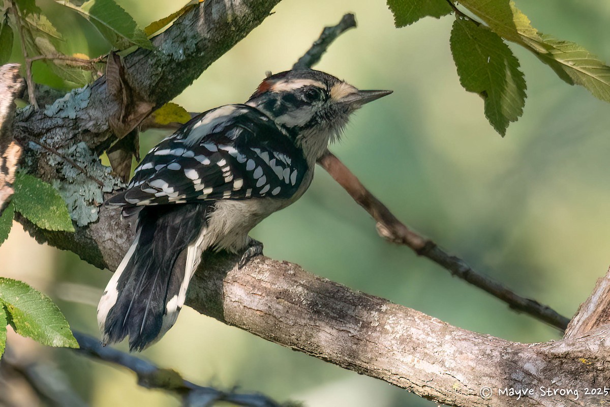 Downy Woodpecker - ML642034471