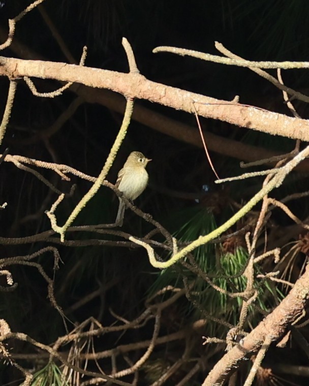 Western Flycatcher (Pacific-slope) - ML642034475