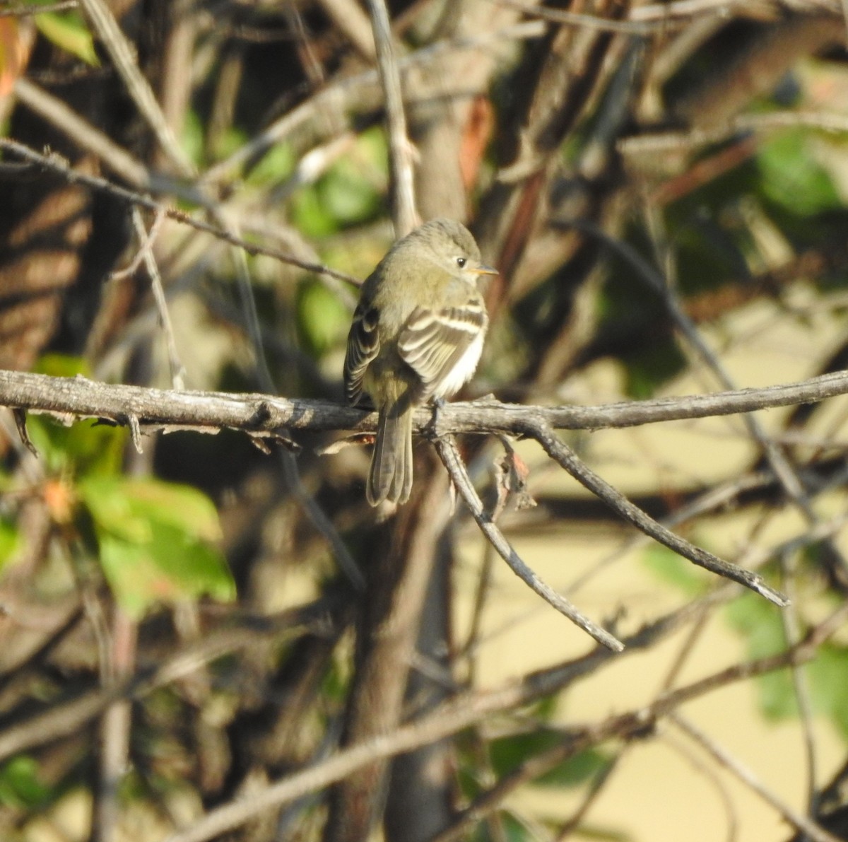 Least Flycatcher - ML642034476