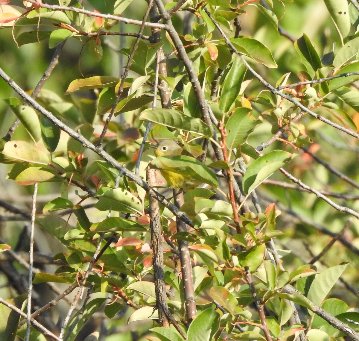 Magnolia Warbler - ML642034480