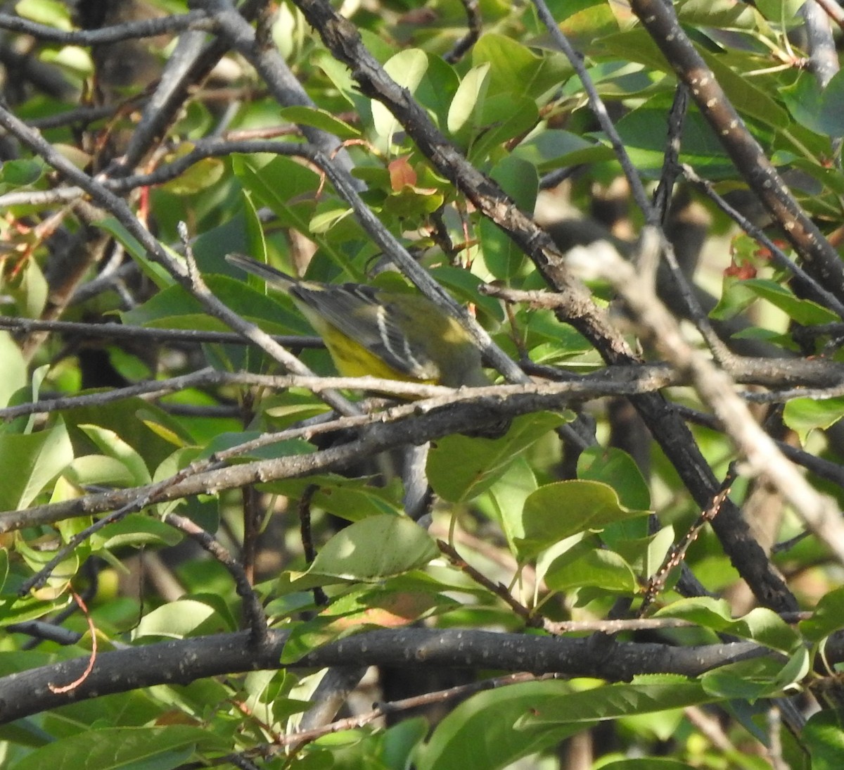 Magnolia Warbler - ML642034481