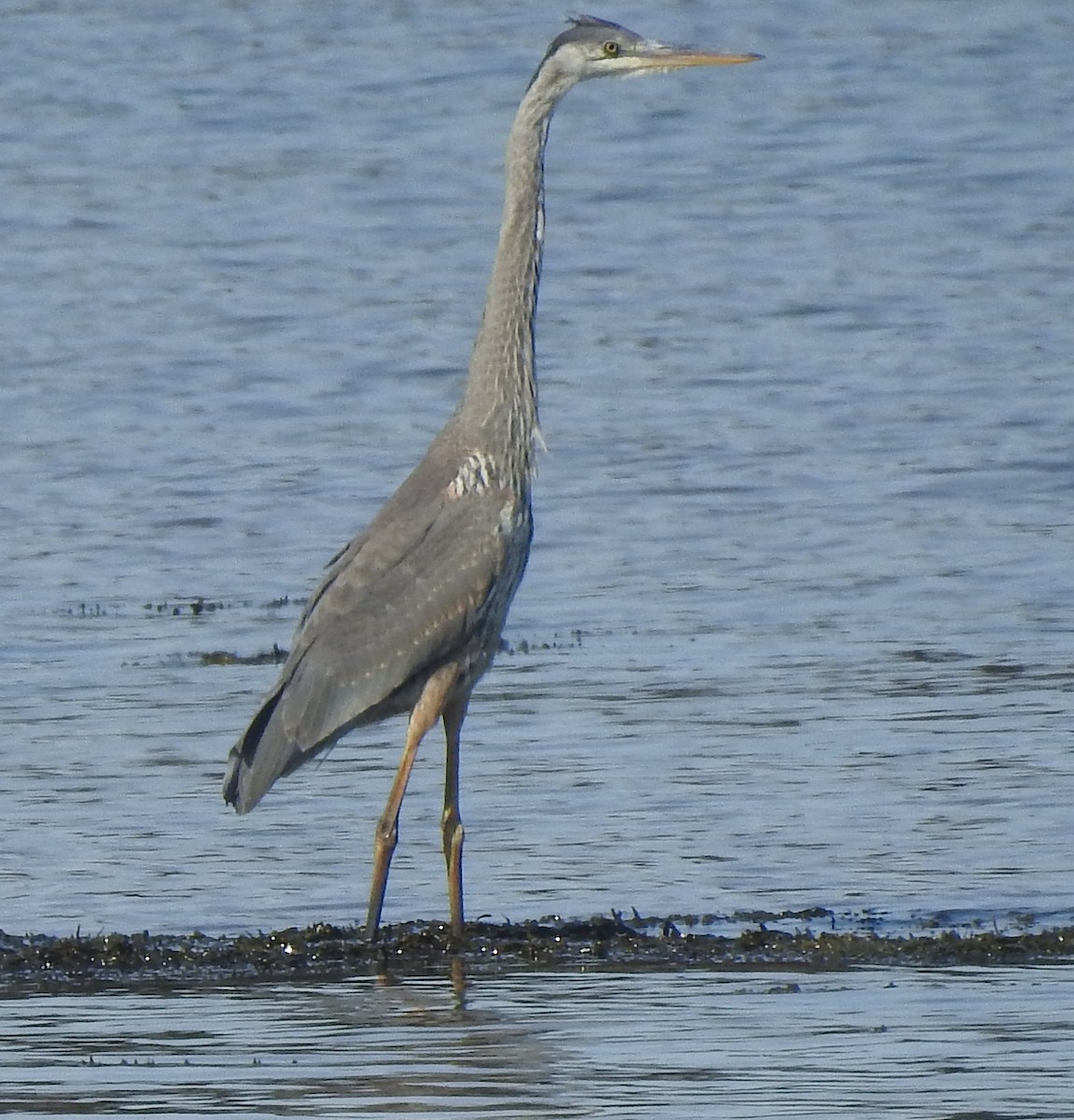 Great Blue Heron - ML642034483