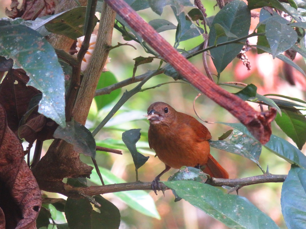 Red-crowned Ant-Tanager - ML642034496