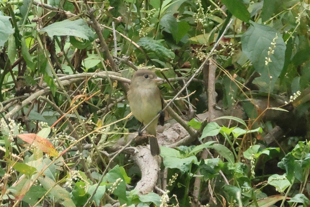 Willow Flycatcher - ML642034498