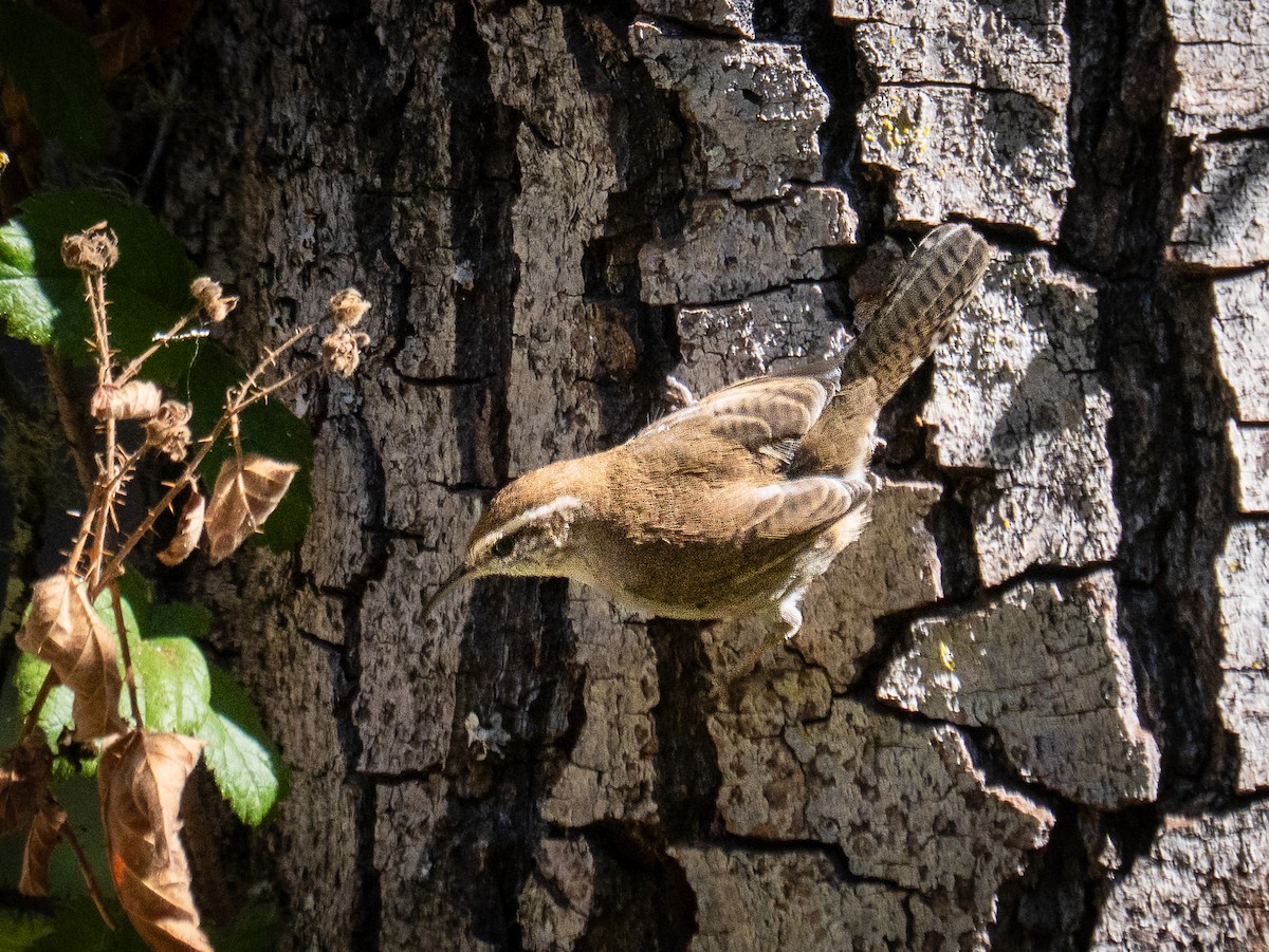 Troglodyte de Bewick - ML642034504