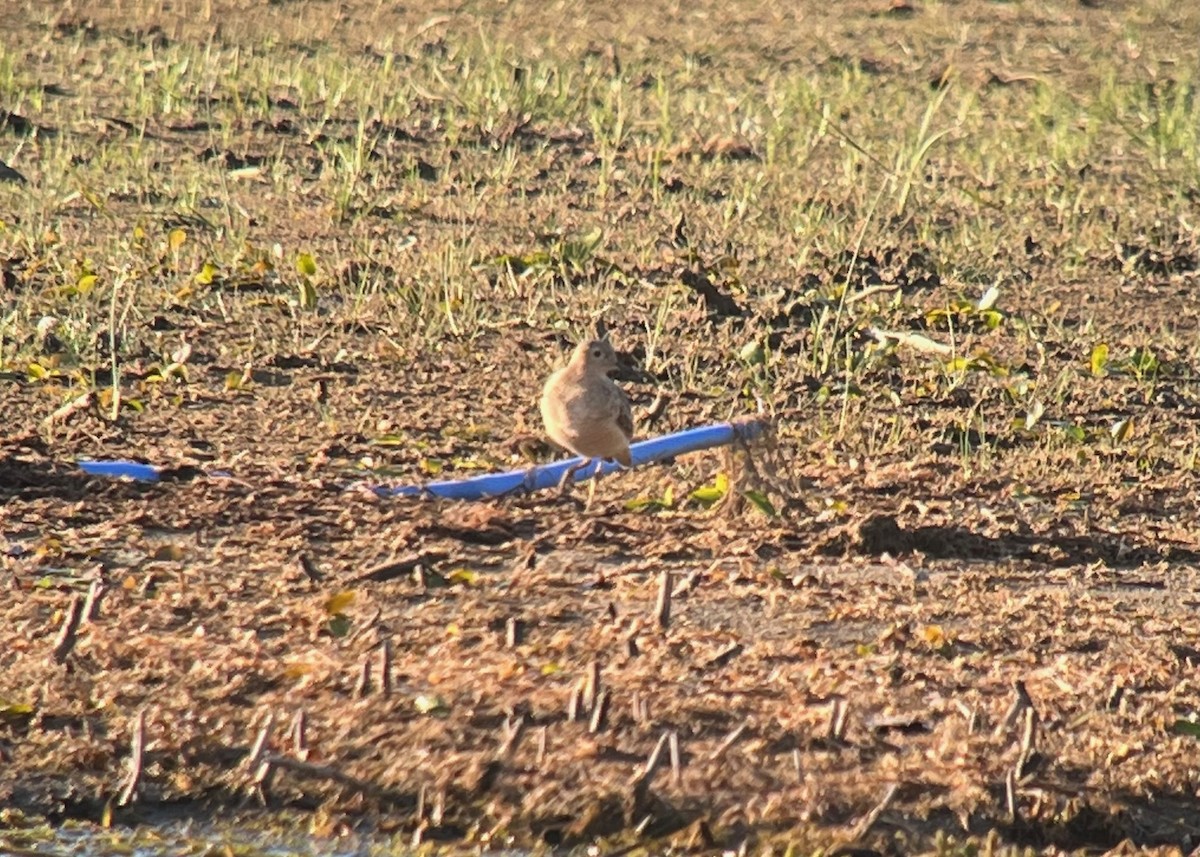 Buff-breasted Sandpiper - ML642034508