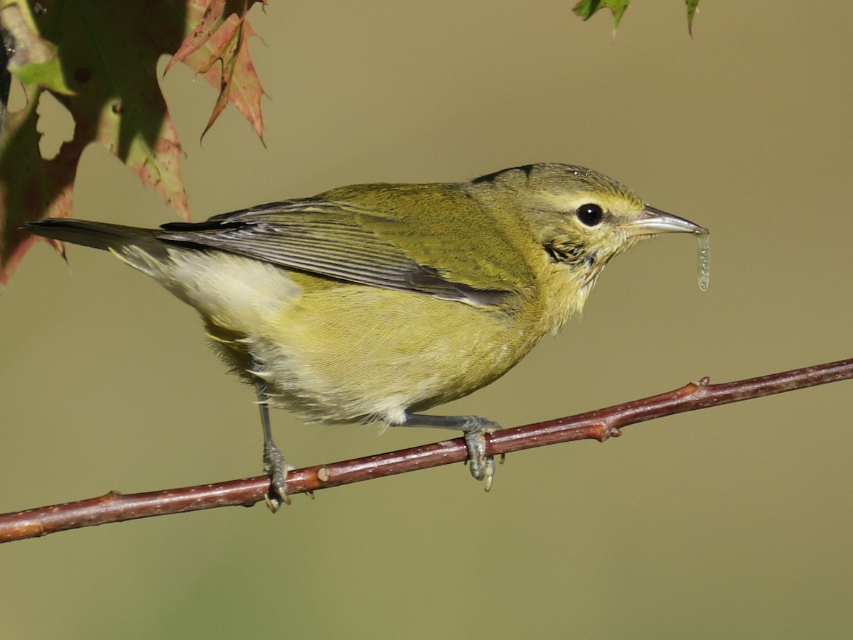 Tennessee Warbler - ML642034515