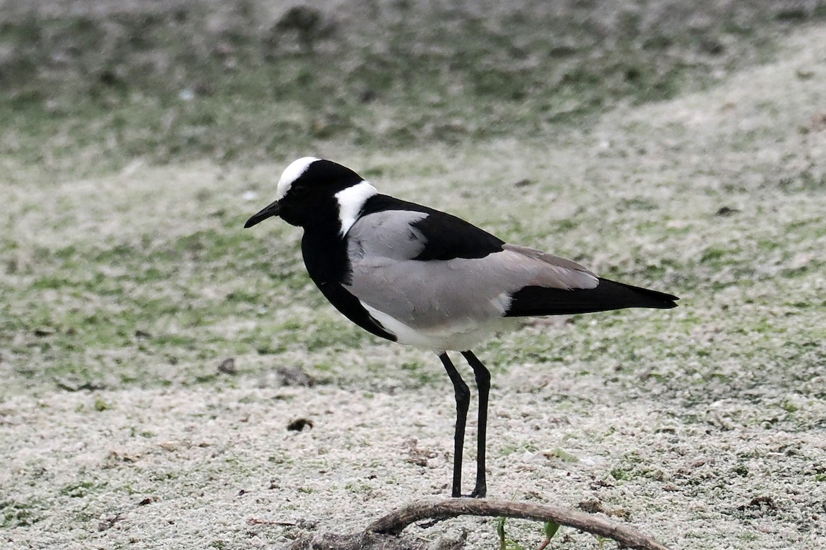 Blacksmith Lapwing - ML642034520