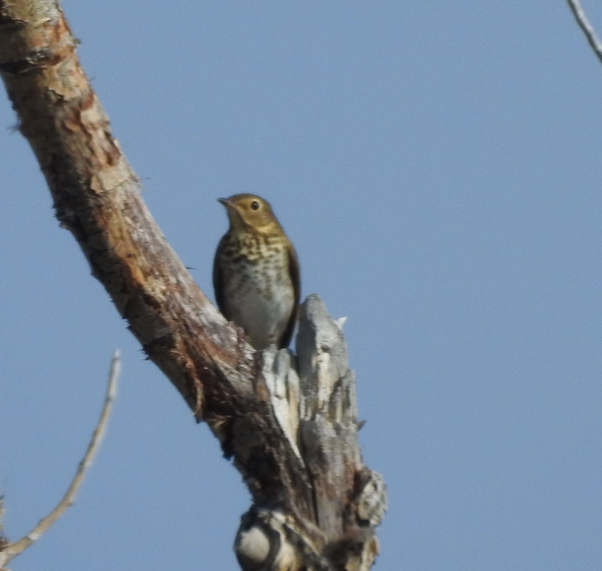 Swainson's Thrush - ML642034522