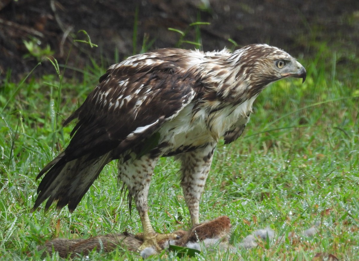 Red-tailed Hawk - ML642034525