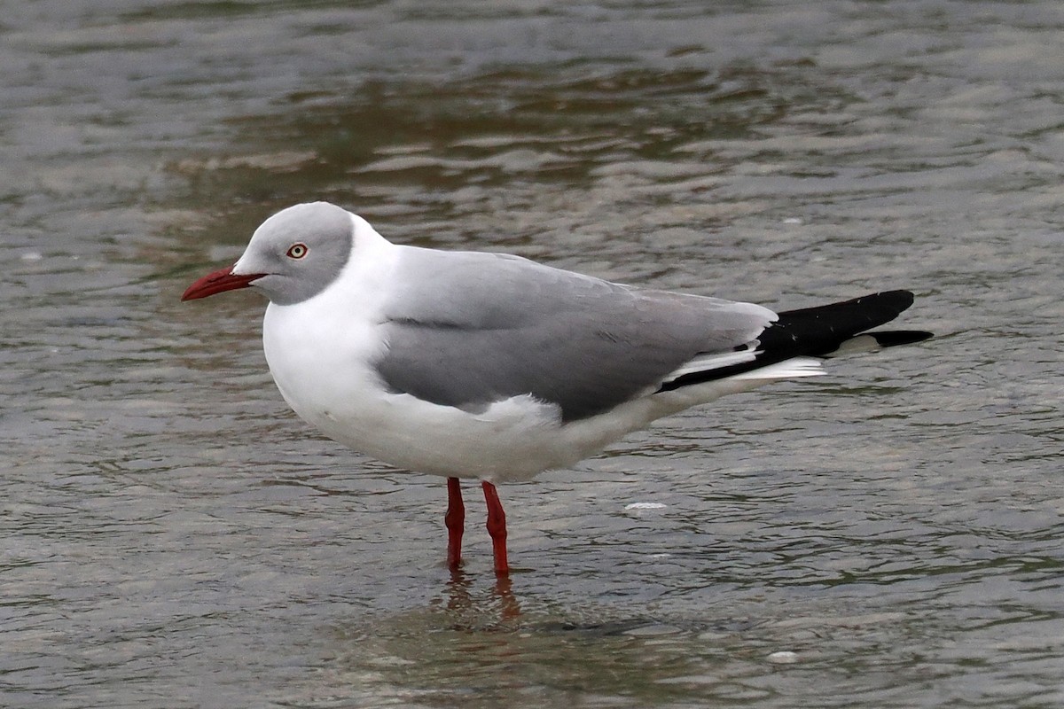 Gray-hooded Gull - ML642034527