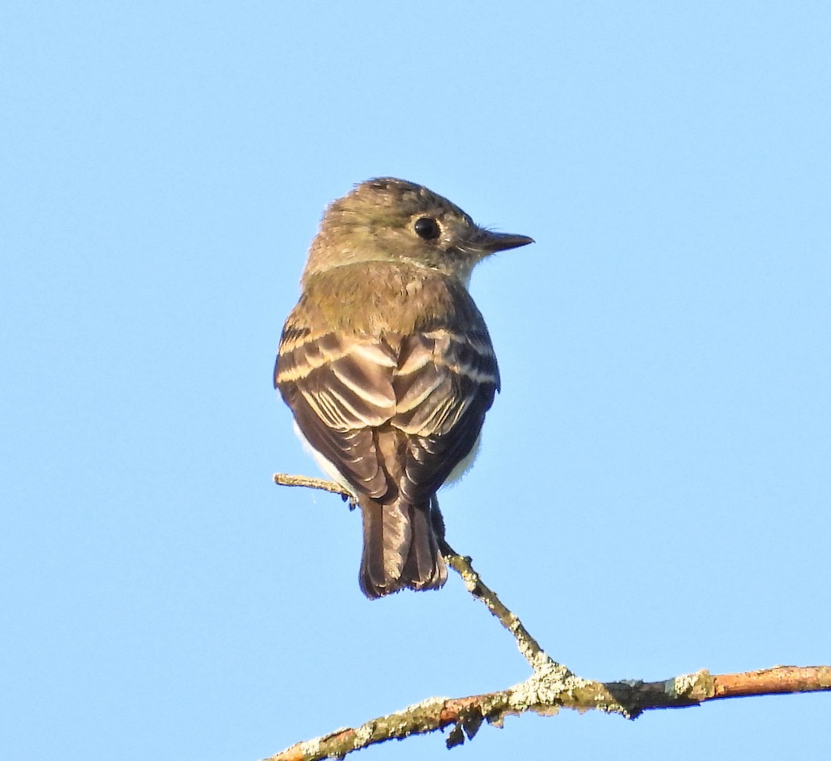 Eastern Wood-Pewee - ML642034528