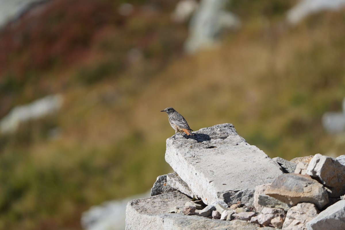 Rufous-tailed Rock-Thrush - ML642034529