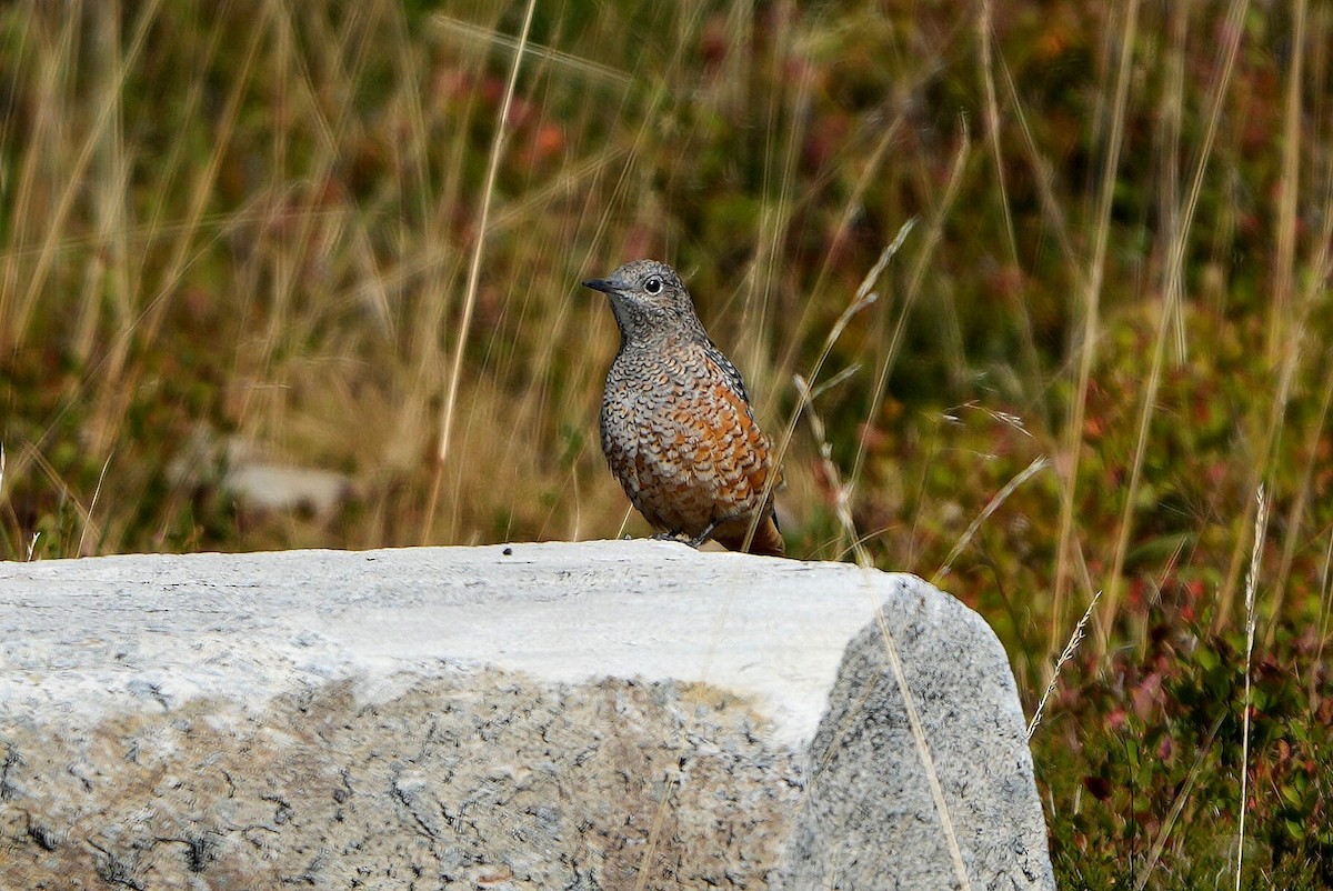 Rufous-tailed Rock-Thrush - ML642034530