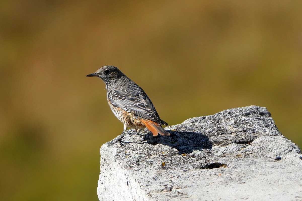 Rufous-tailed Rock-Thrush - ML642034531