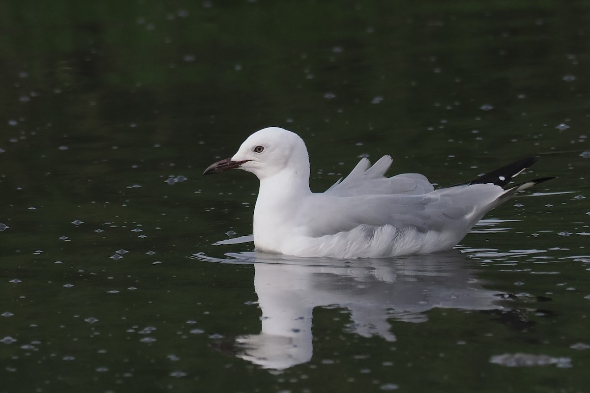 Hartlaub's Gull - ML642034534