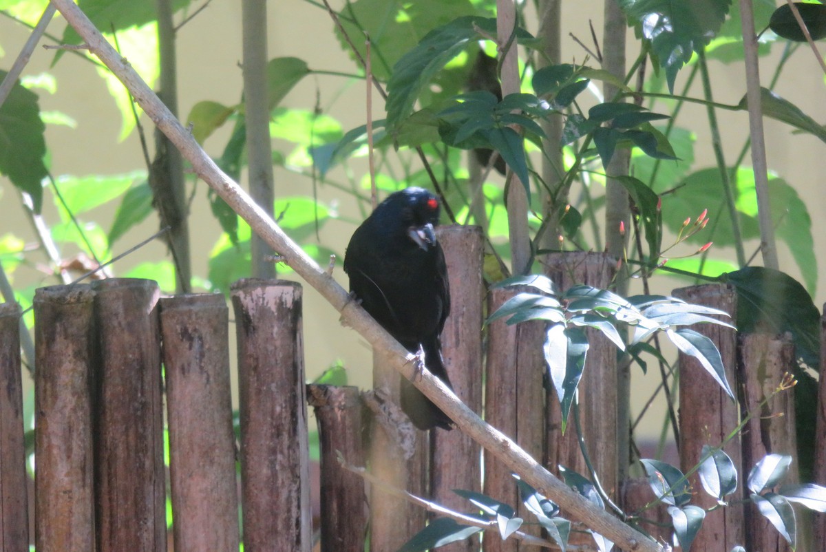 Ruby-crowned Tanager - ML642034535