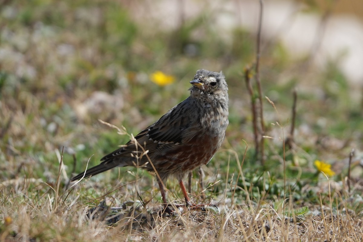 Alpine Accentor - ML642034536