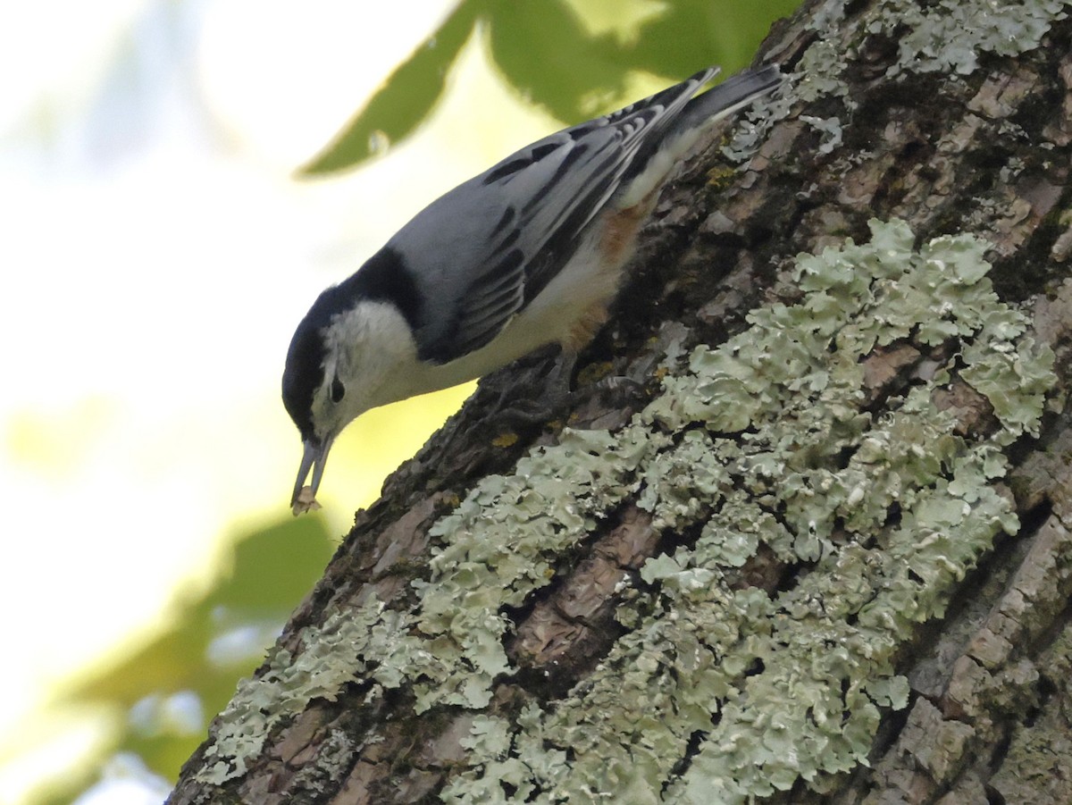 White-breasted Nuthatch - ML642034538