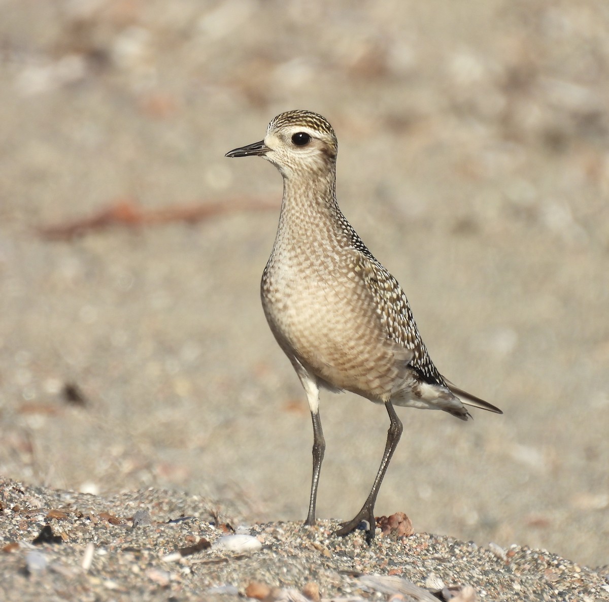 American Golden-Plover - ML642034539