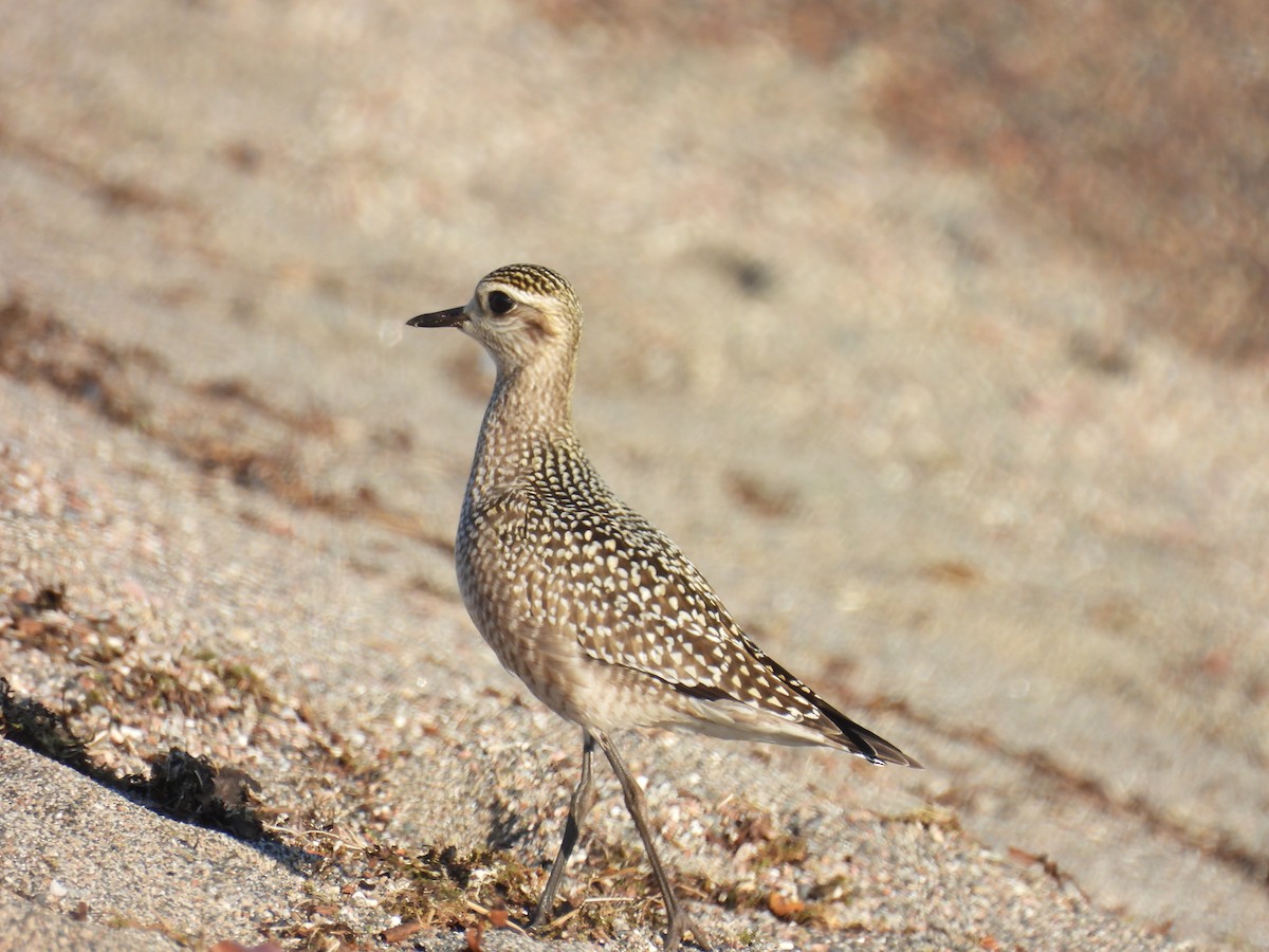 American Golden-Plover - ML642034540