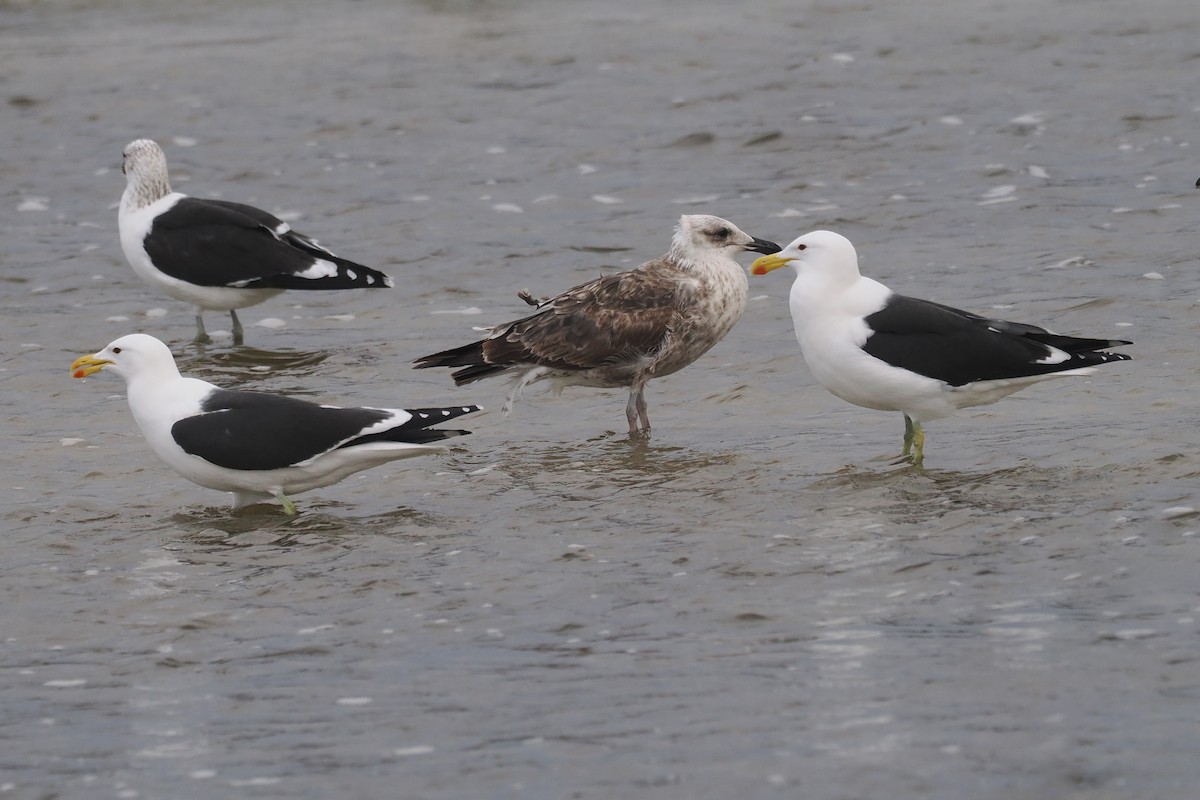 Kelp Gull - ML642034541