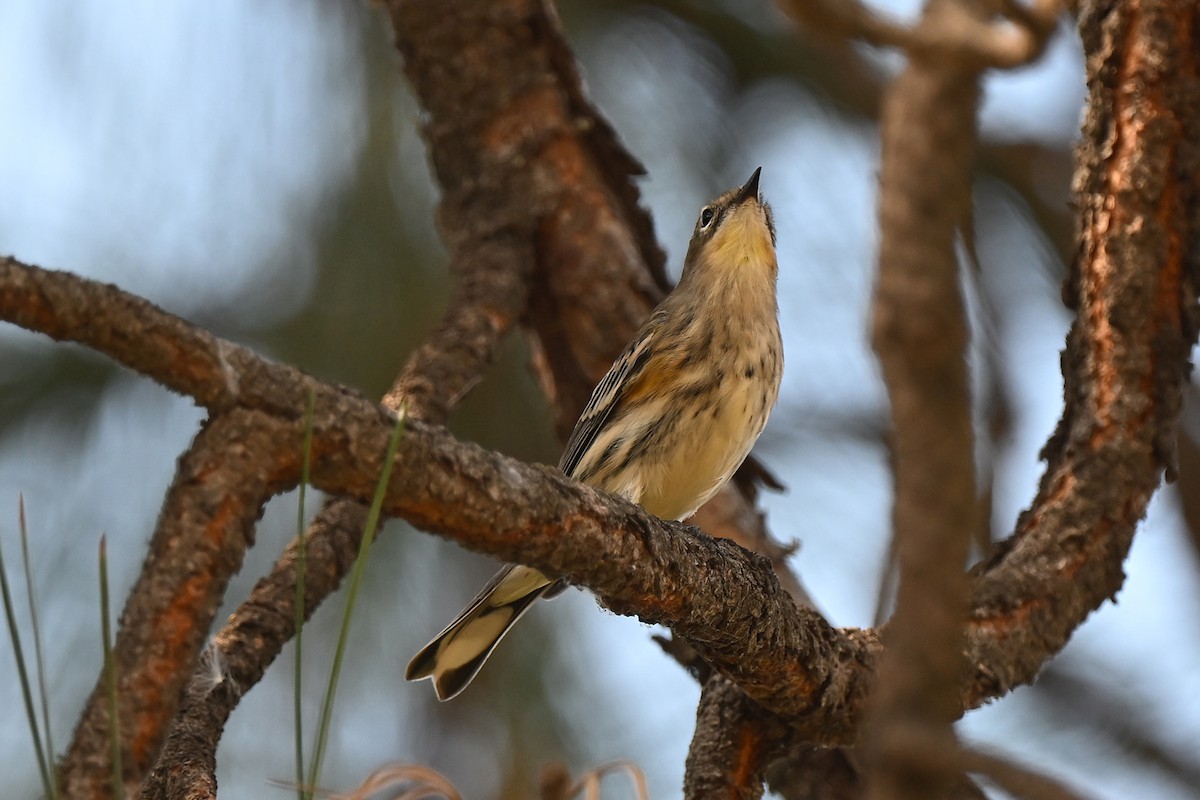 Yellow-rumped Warbler - ML642034543