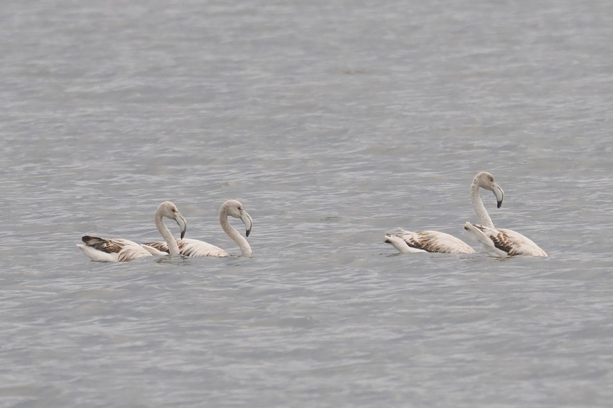 Greater Flamingo - ML642034544