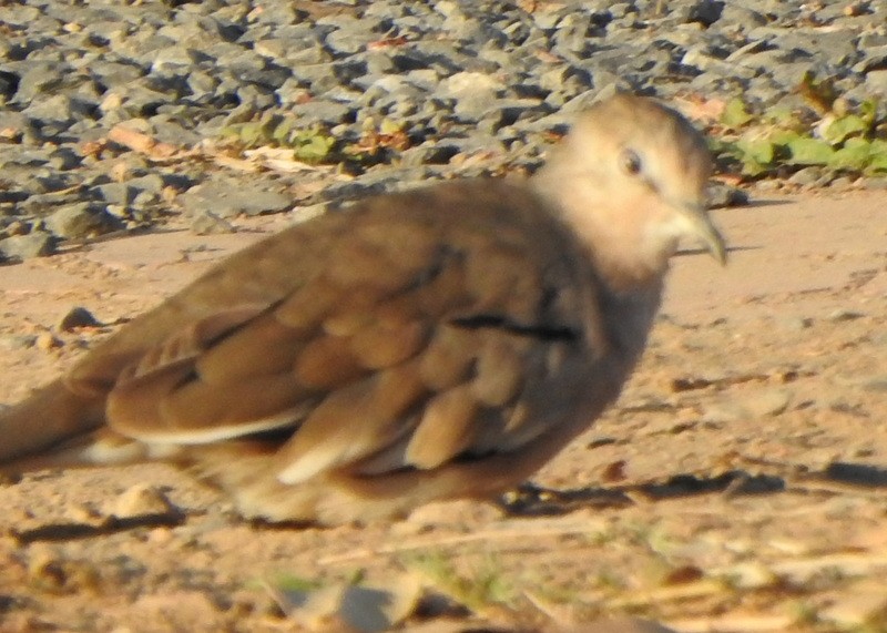 Picui Ground Dove - ML642034546