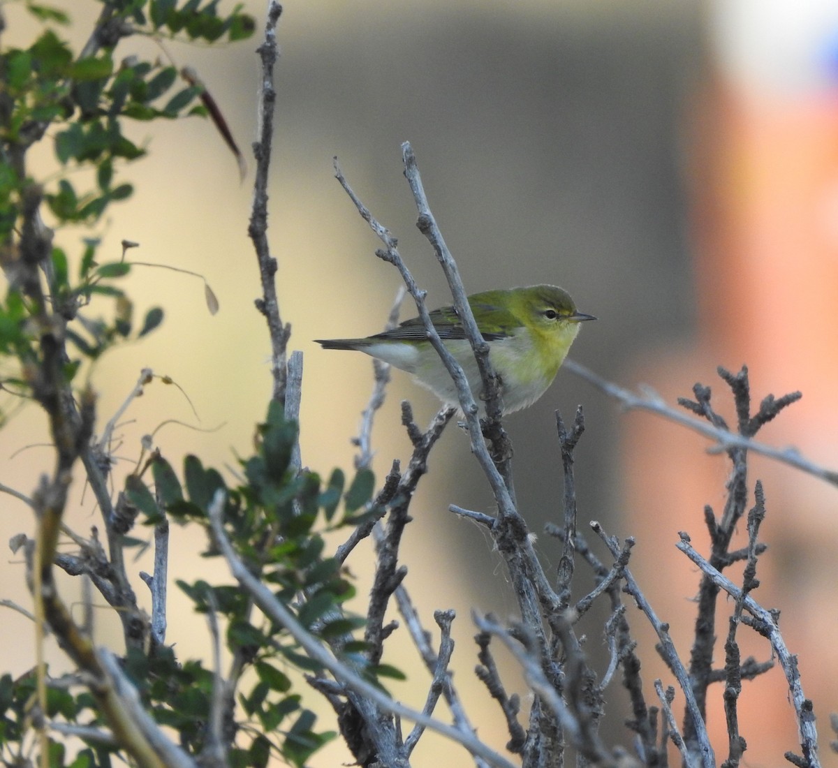 Tennessee Warbler - ML642034547