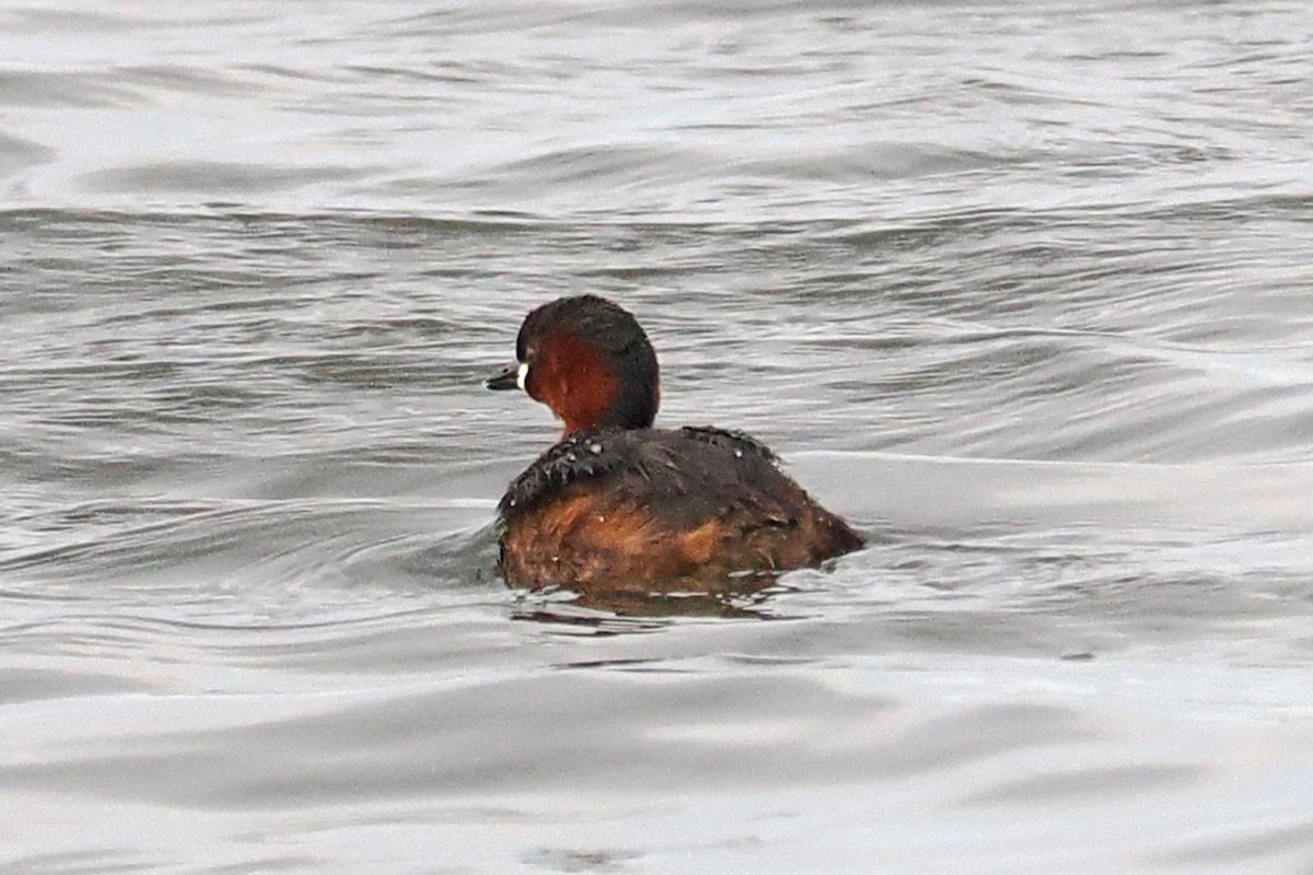 Little Grebe - ML642034549