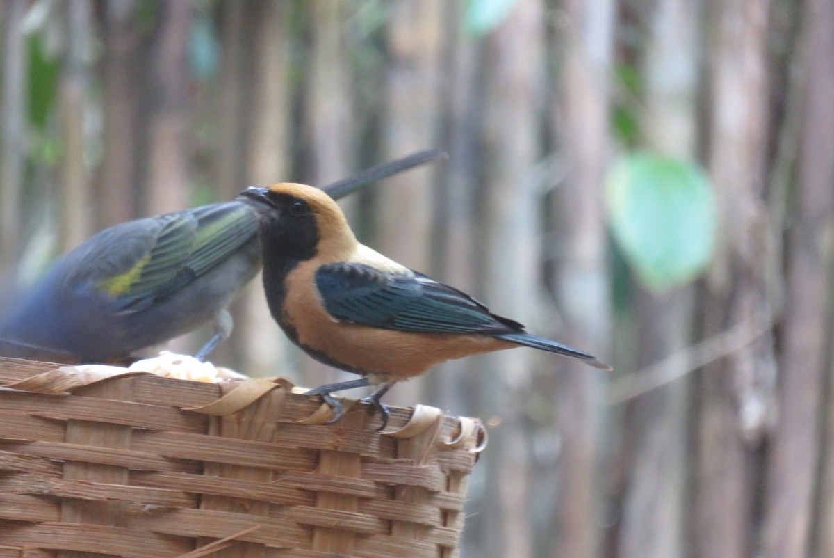 Burnished-buff Tanager - ML642034551
