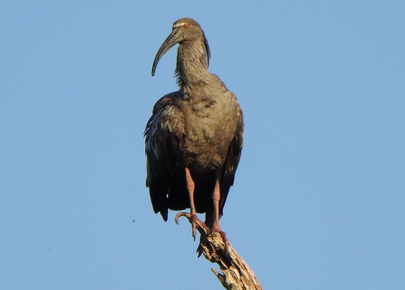 Plumbeous Ibis - ML642034552