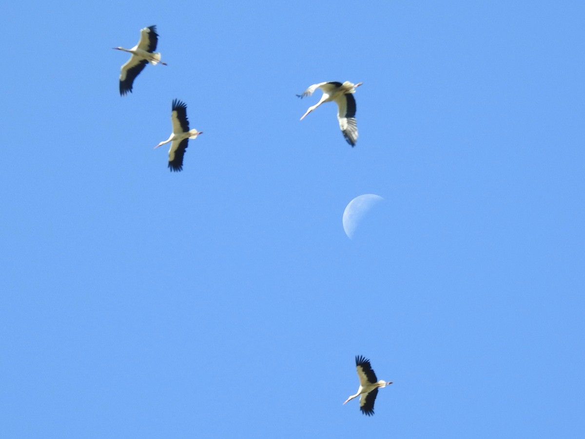 White Stork - ML642034556