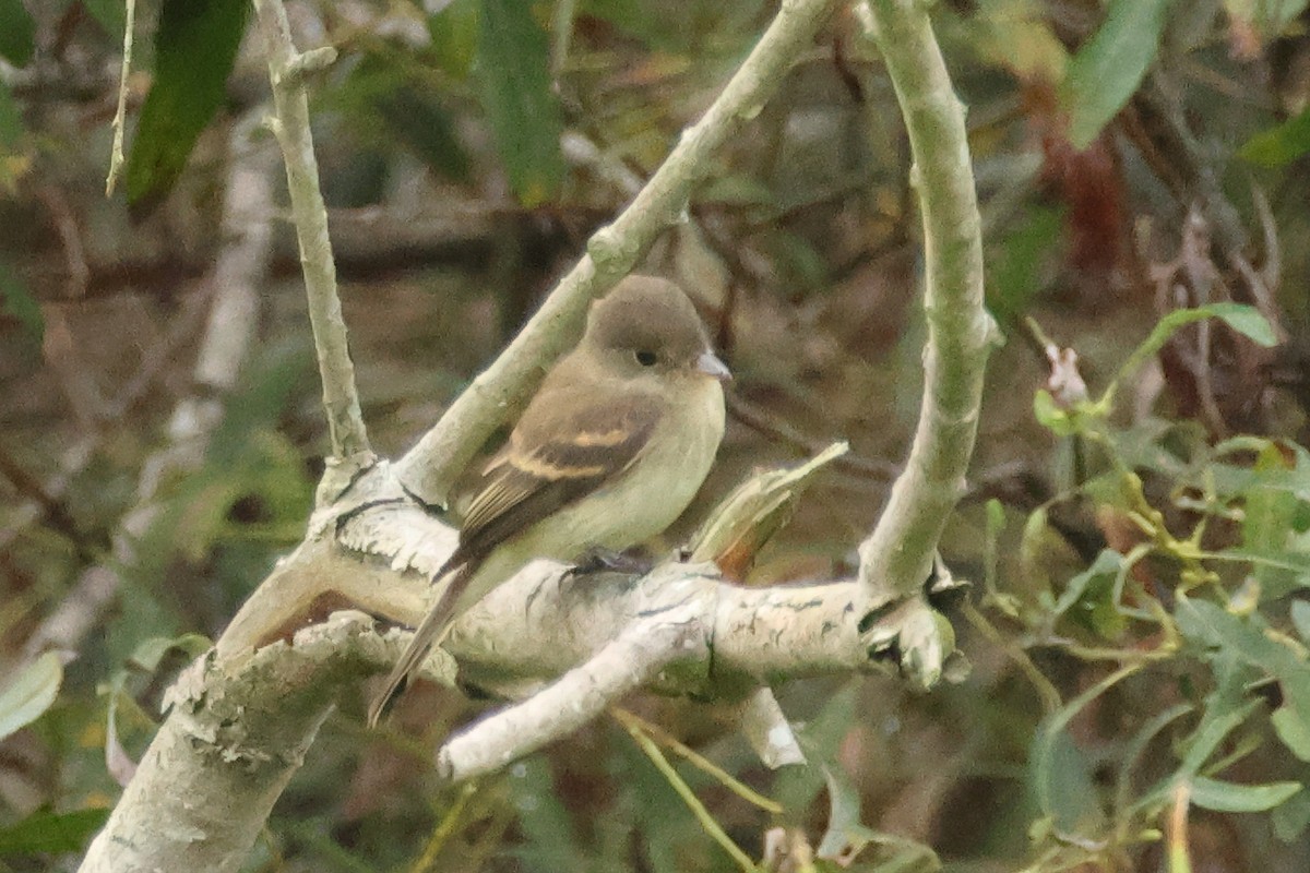 Willow Flycatcher - ML642034564