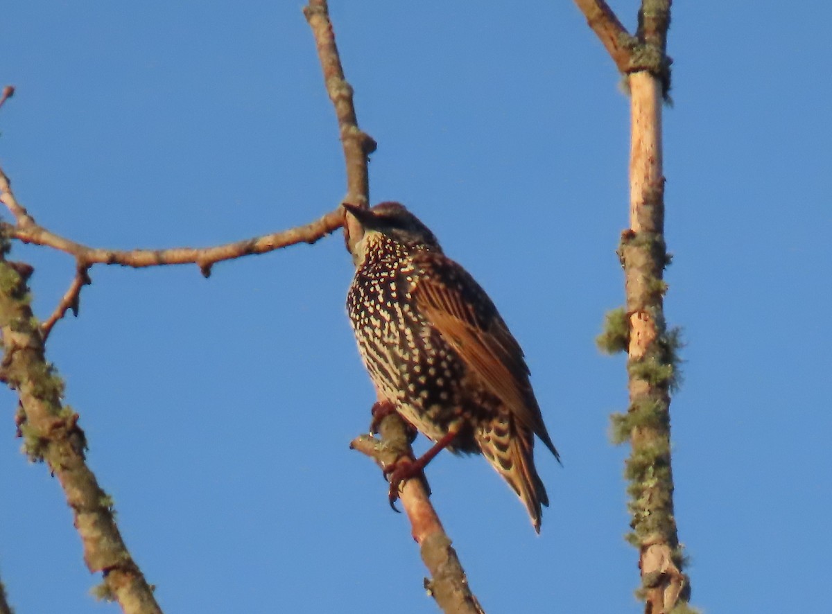 European Starling - ML642034587