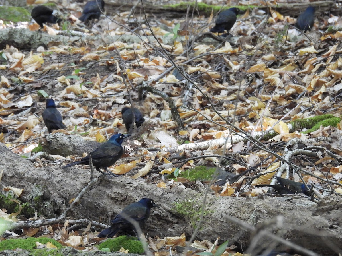 Common Grackle - ML642034588