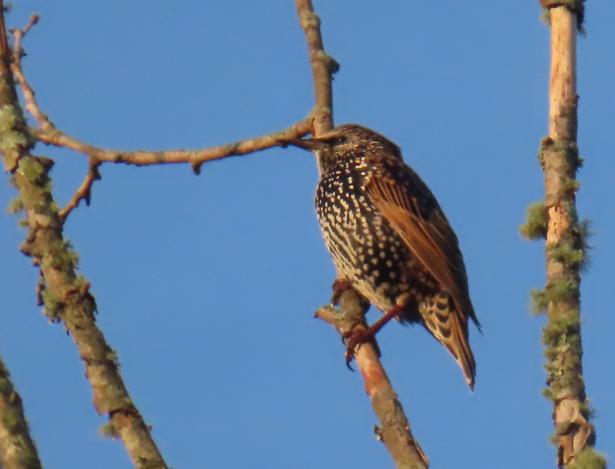 European Starling - ML642034594