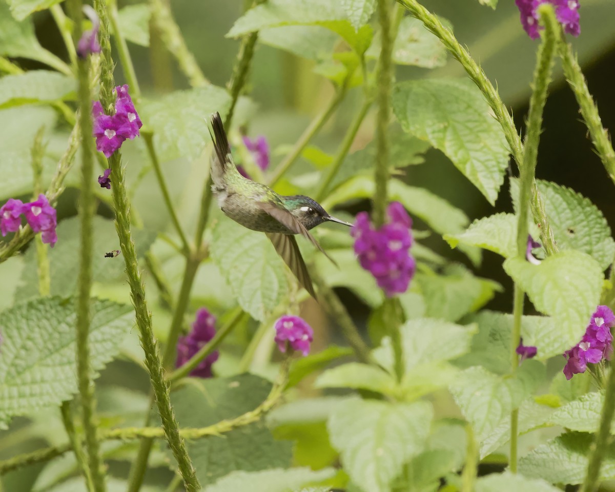Violet-headed Hummingbird - ML642034599