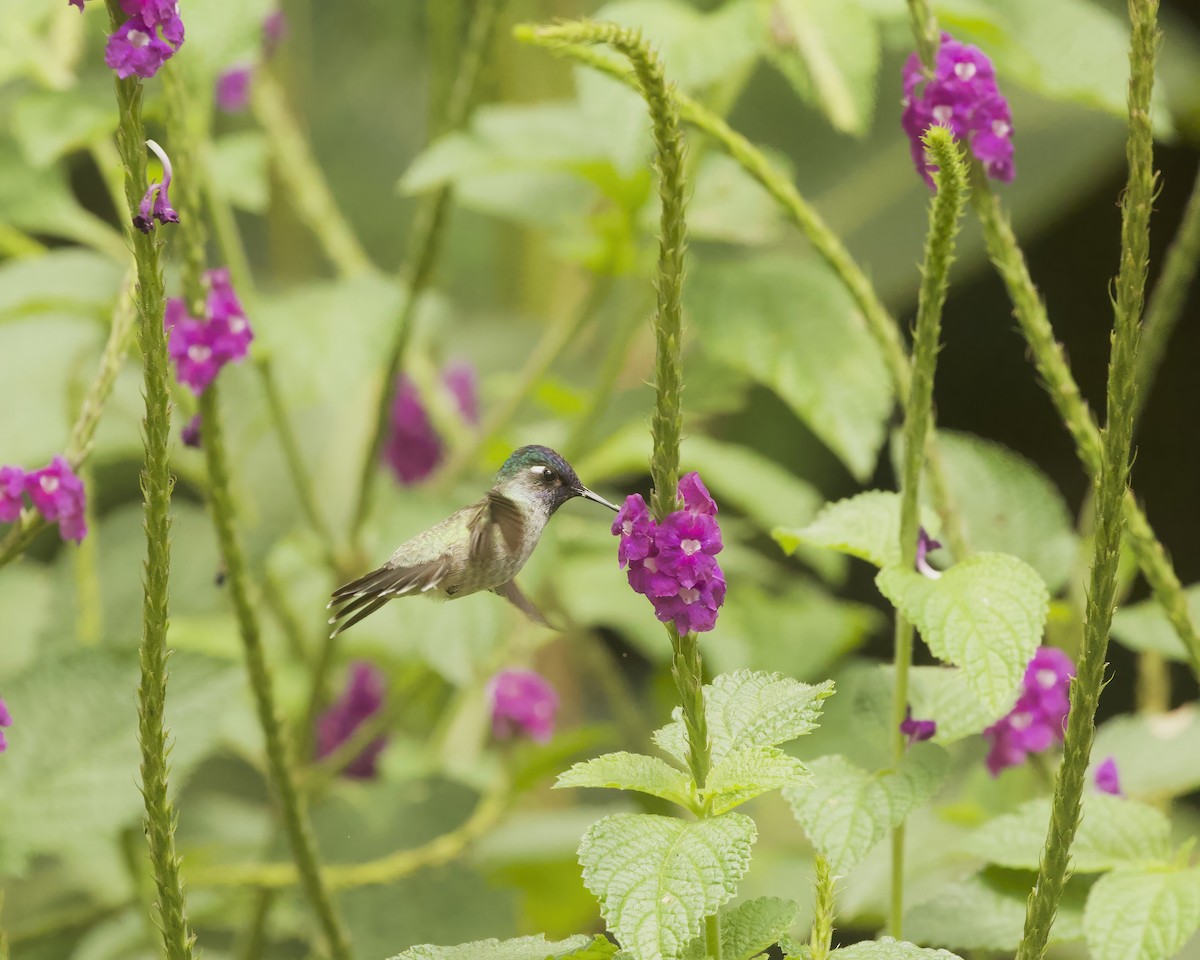 Violet-headed Hummingbird - ML642034600