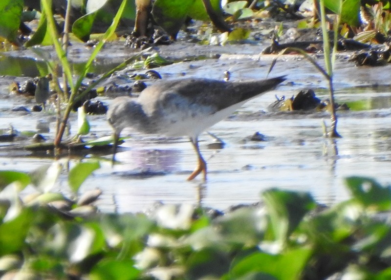 Lesser Yellowlegs - ML642034621