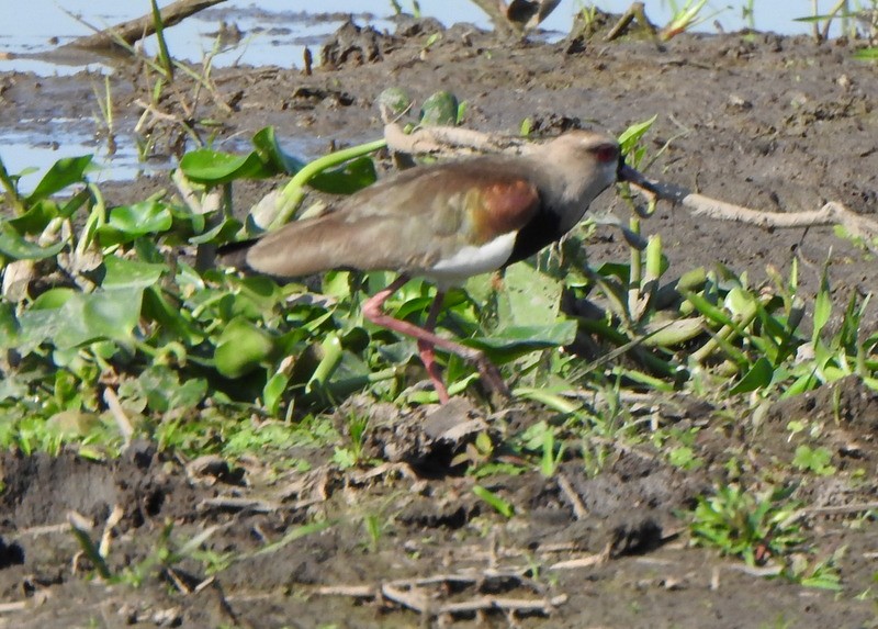 Southern Lapwing - ML642034626