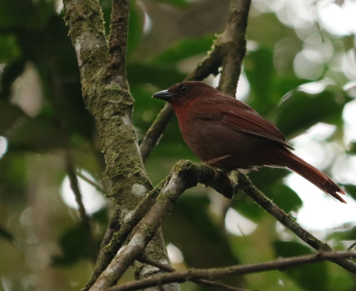 Red-crowned Ant-Tanager - ML642034629