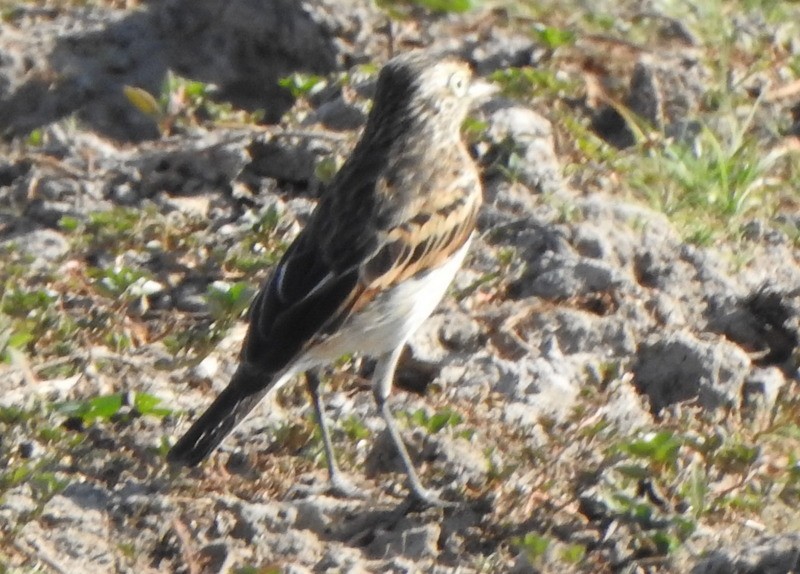 Spectacled Tyrant - ML642034646