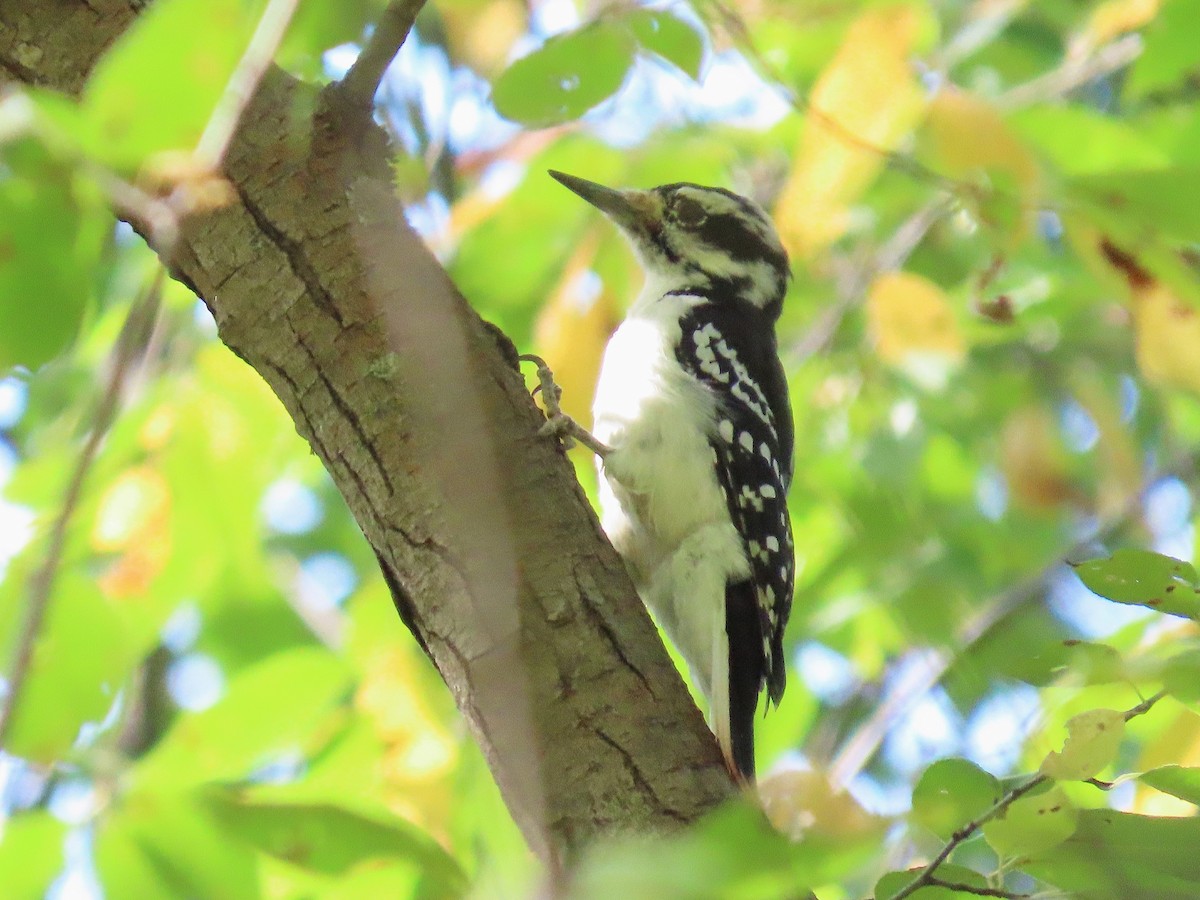 Hairy Woodpecker - ML642034647