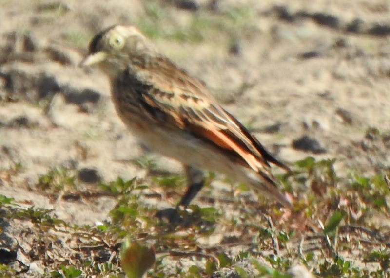 Spectacled Tyrant - ML642034648